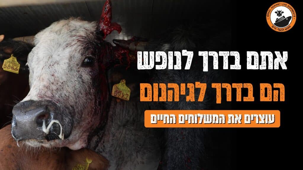 משלוחים חיים בישראל - ישראל נגד משלוחים חיים