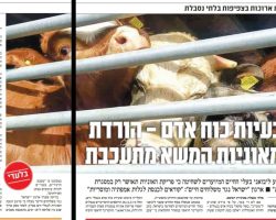 Maariv Print Due to manpower issues offloading animals from cargo ships is delayed Netanel Sheler Yuval Bagano